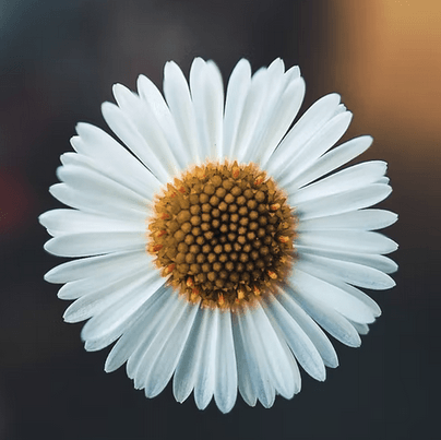 Ségolène - Beauvais