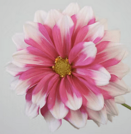 PY - Paris - Beauvais